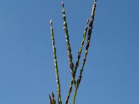 Digitaria ischaemum 1, Glad vingergras, Saxifraga-Branko Bakan